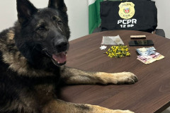 PCPR prende homem em flagrante por tráfico de drogas no bairro São Braz