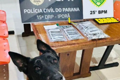 Forças de Segurança prendem homem em flagrante por tráfico de drogas em Francisco Alves
