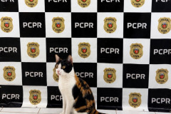 PCPR resgata gato após suposto furto em Cascavel
