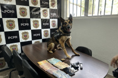 PCPR inspira criação de data oficial em homenagem aos cães operacionais da segurança pública 