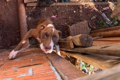 PCPR prende homem por maus-tratos a animal em Tibagi