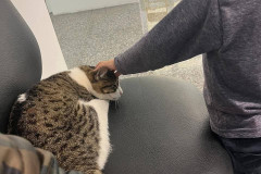 PCPR adota gatos que atuam como apoio emocional em Delegacia da Mulher em Araucária