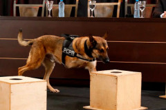 K9 Raio retorna a operações da PCPR após aposentadoria para tratamento contra câncer