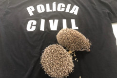 PCPR prende duas pessoas por crime ambiental