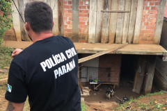 PCPR recupera cão em situação de maus-tratos no Pilarzinho