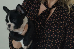 PCPR recupera bulldog francês em Cascavel