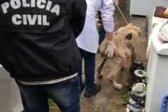 PCPR prende mulher por maus a cachorro no bairro Fazendinha