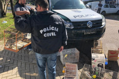 PCPR recupera 11 pássaros mantidos em cativeiro e prende homem por maus-tratos em Curitiba