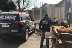 PCPR prende homem por maltratar cavalo em Curitiba