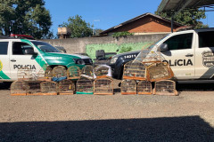 PCPR apreende 18 pássaros silvestres em Santa Terezinha do Itaipu