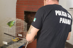 PCPR realiza ações de combate ao crime ambiental e prende quatro pessoas em ações diversas