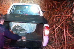 PCPR apreende 90 quilos de maconha em Santa Terezinha de Itaipu