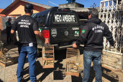 PCPR recupera seis aves silvestres em cativeiro