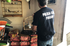 PCPR prende dois suspeitos de crimes ambientais em Curitiba e RMC