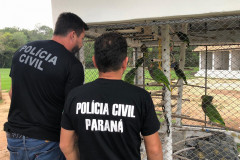 PCPR apreende aves ameaçadas de extinção em cativeiro na RMC 