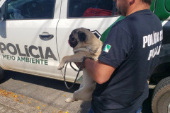 PCPR resgata cachorro na RMC após vídeo de agressões viralizar na internet