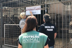 PCPR interdita aviário com 167 animais em situação de maus-tratos na RMC