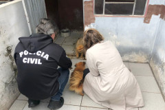 PCPR autua médica veterinária suspeito de maus-tratos a animais em Curitiba