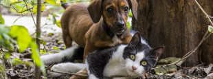 Cão e Gato