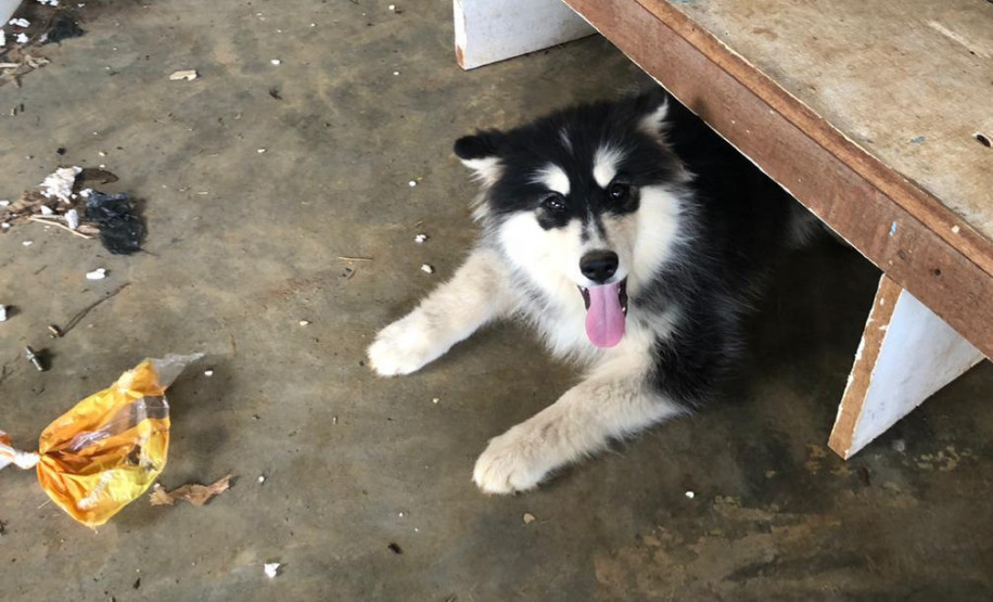 Cão sob um banco de madeira, em ambiente precário.