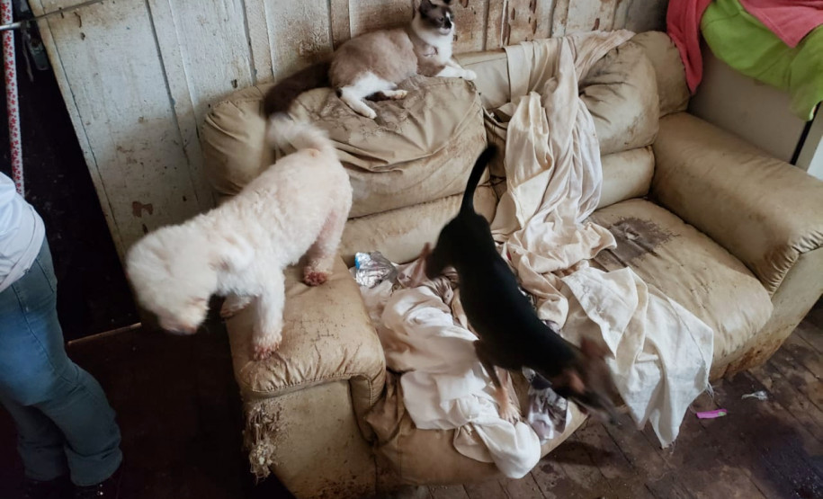 Dois cães e um gato sobre um sofá em ambiente sujo