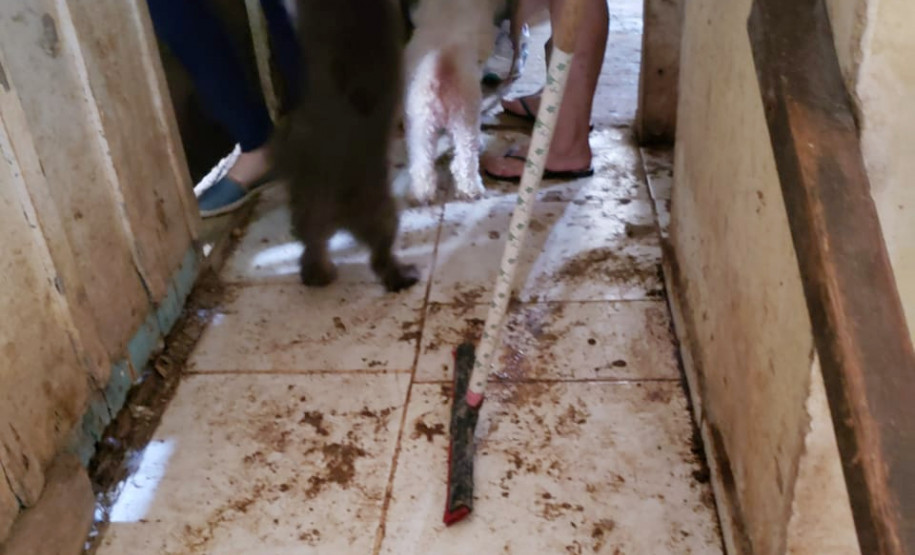 Corredos sujo de fezes de animais em situação de maus-tratos