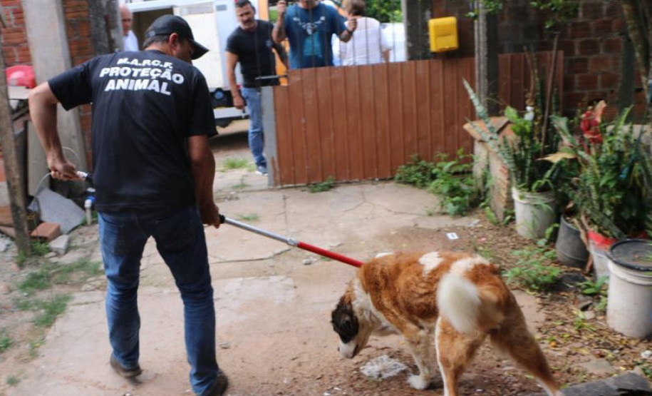 Funcionários da Rede de Proteção Animal da Prefeitura de Curitiba resgatando o animal.