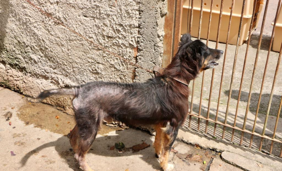 Animal preso em coleira curta e com machucados por todo o corpo.