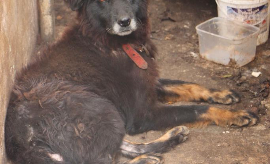 Animal em situação de maus-tratos