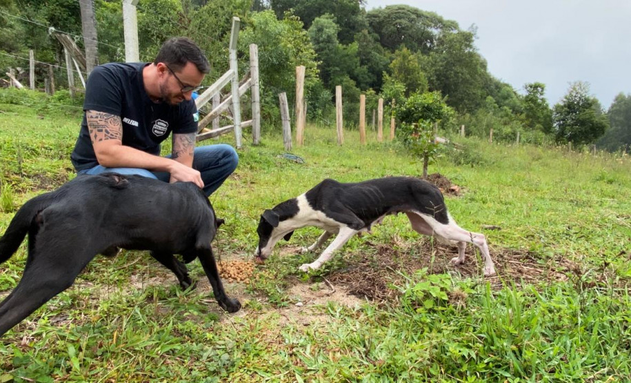 Cães em situação de maus-tratos