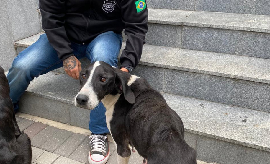 Animal com ossos em evidência