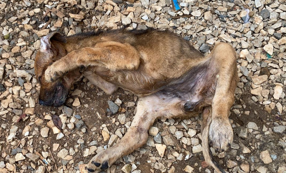 Cão encontrado morto, em situação de maus-tratos