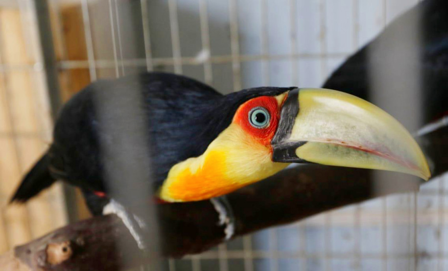 Tucano sozinho preso em gaiola
