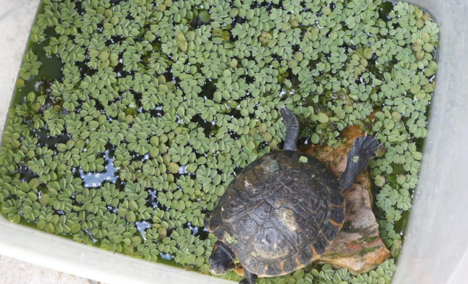 Tartaruga sozinha em caixa plastica com plantas e água