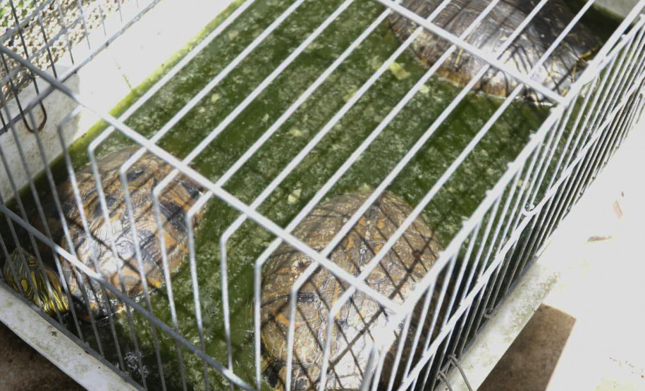 Tartarugas presas em caixa plastica com plantas e água