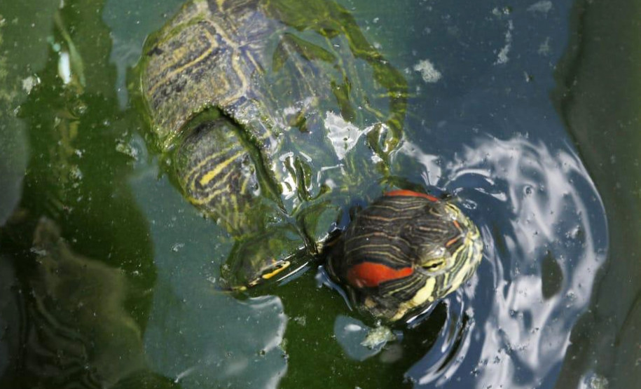 Tartaruga sozinha em caixa com água