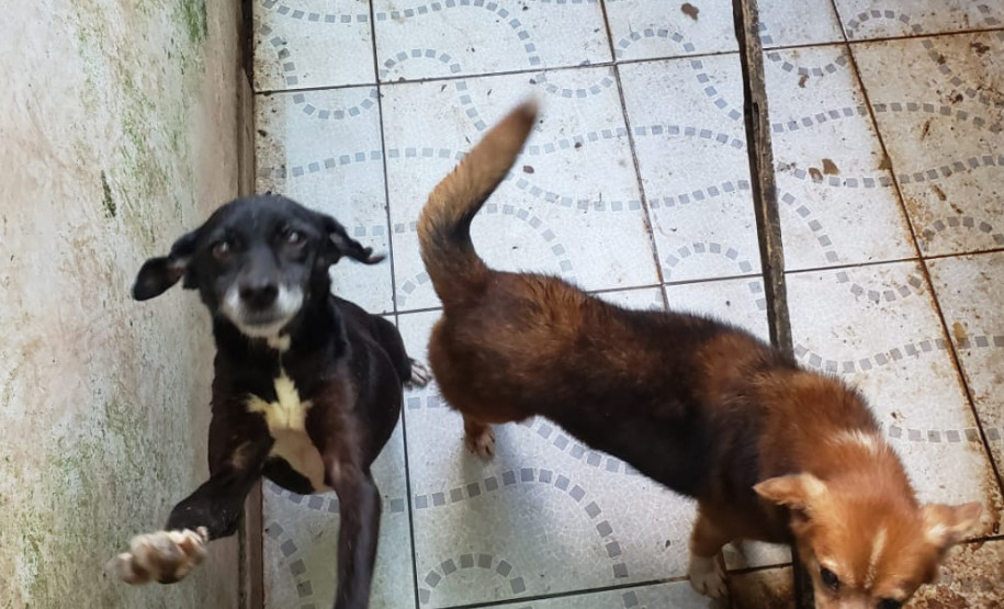 Dois cães em situação de maus tratos