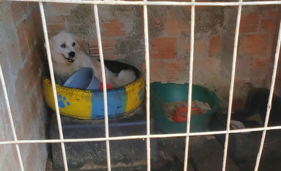Cão preso em situação de maus-tratos
