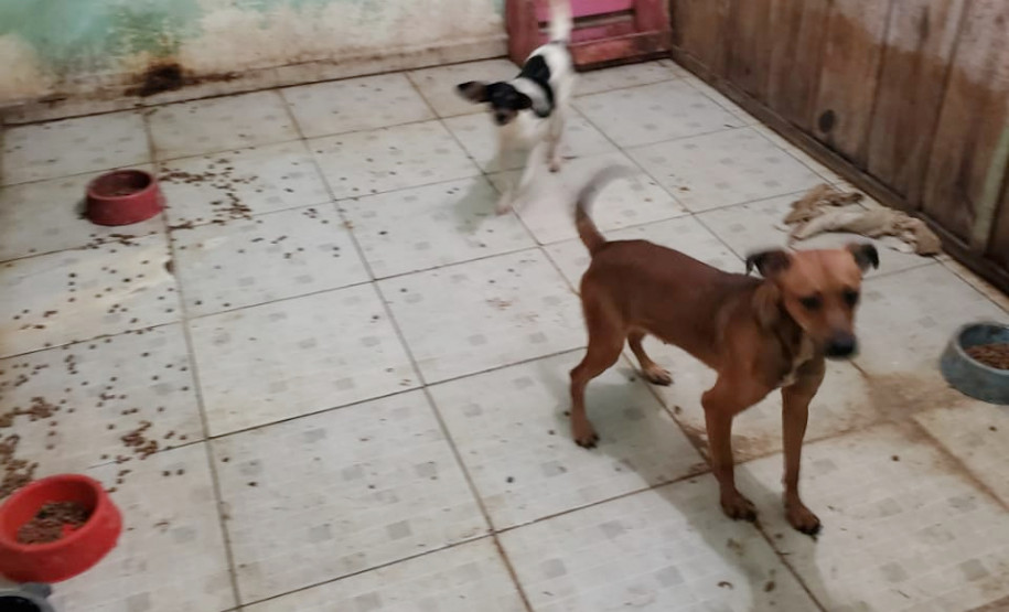 Dois cães presos em situação de maus-tratos, em ambiente com comedouros e ração espalhada
