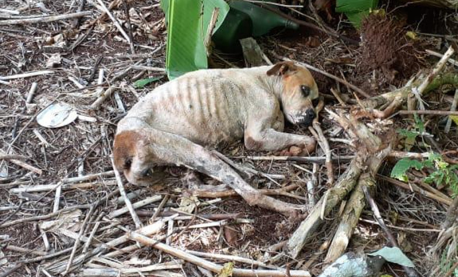 Cão deitado no chão, em situação de maus-tratos