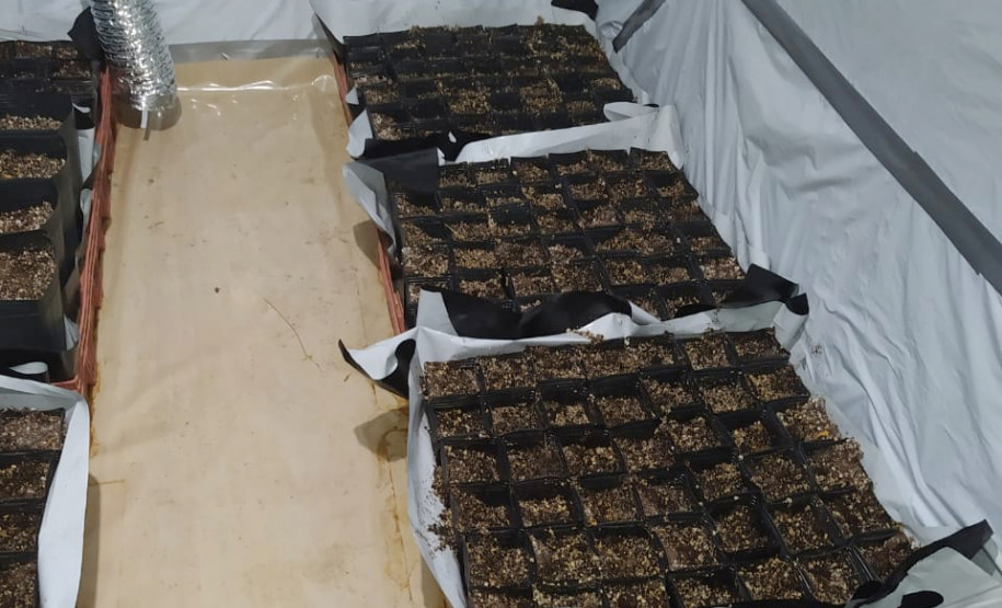 Diversos vasos sobre o chão