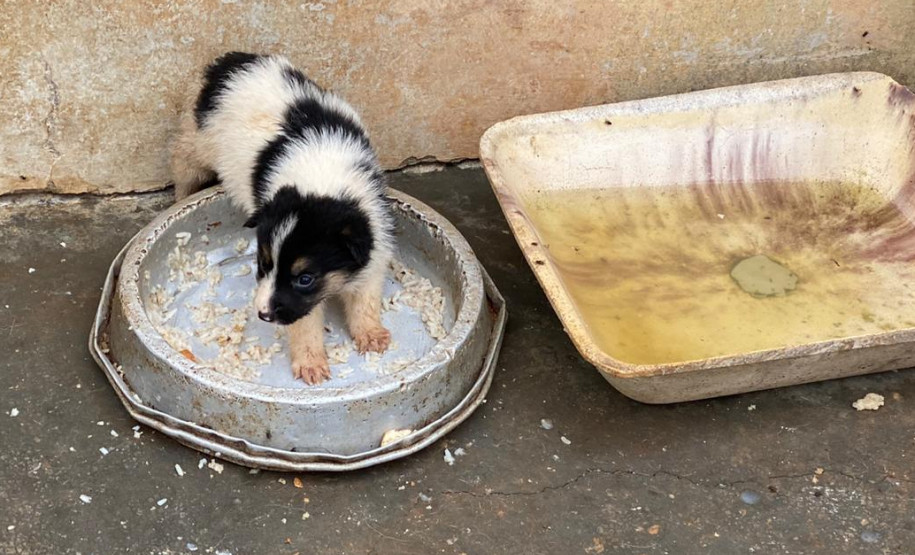Filhote de cão em situação de maus-tratos