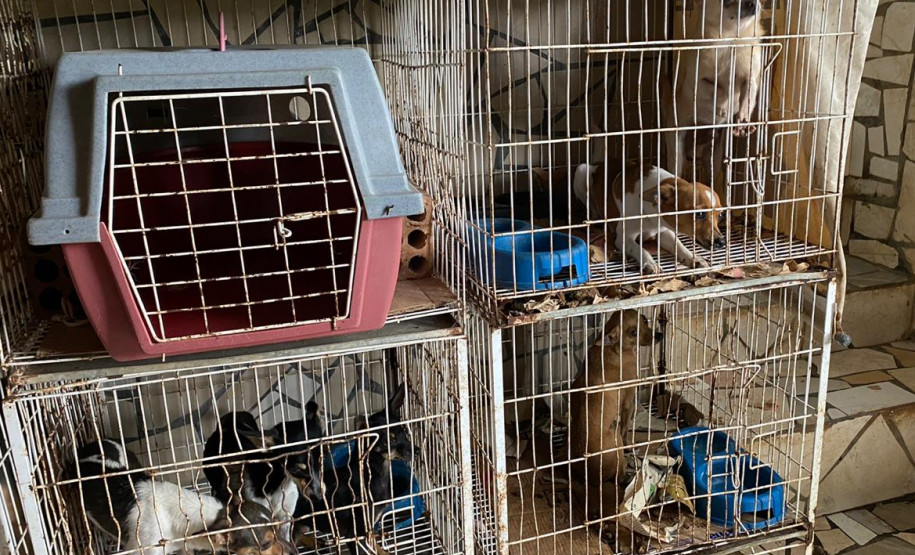 Diversos cães em gaiolas, em situação de maus-tratos