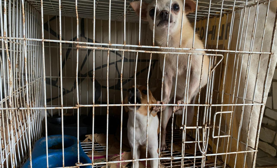 Dois cães engaiolados, em situação de maus-tratos