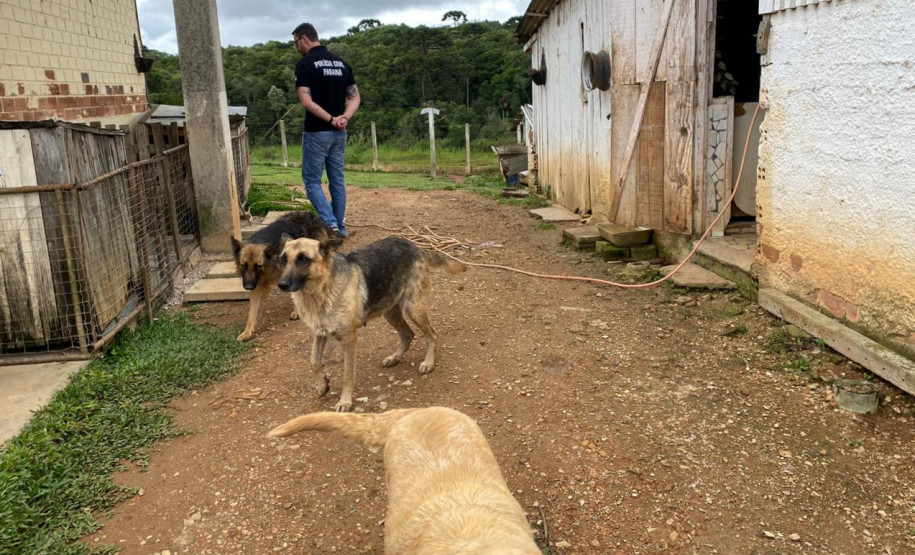 Policial civil observa o local, entre diversos cães em situação de maus-tratos
