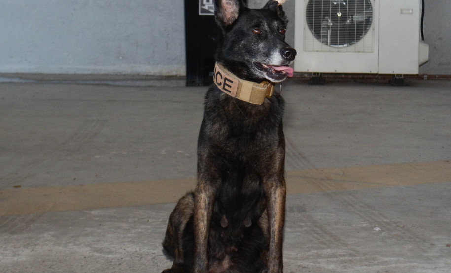 Cão policial da PCPR faz demonstração em capacitação sobre drogas em Curitiba