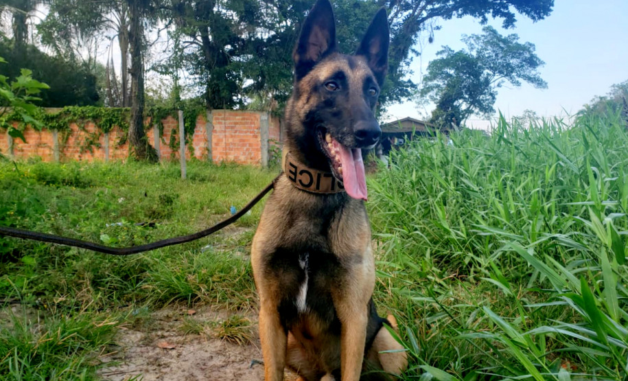 Cão da polícia civil