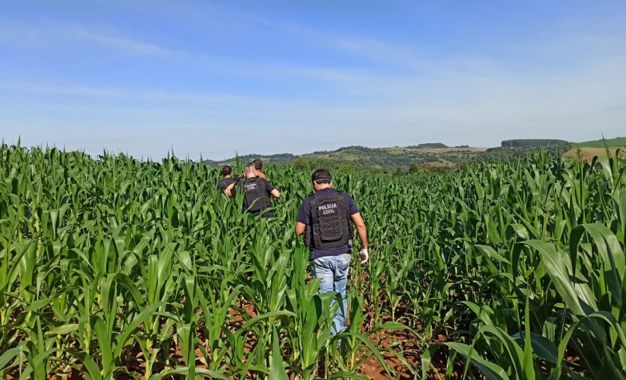 Policiais civis adentrando em milharal