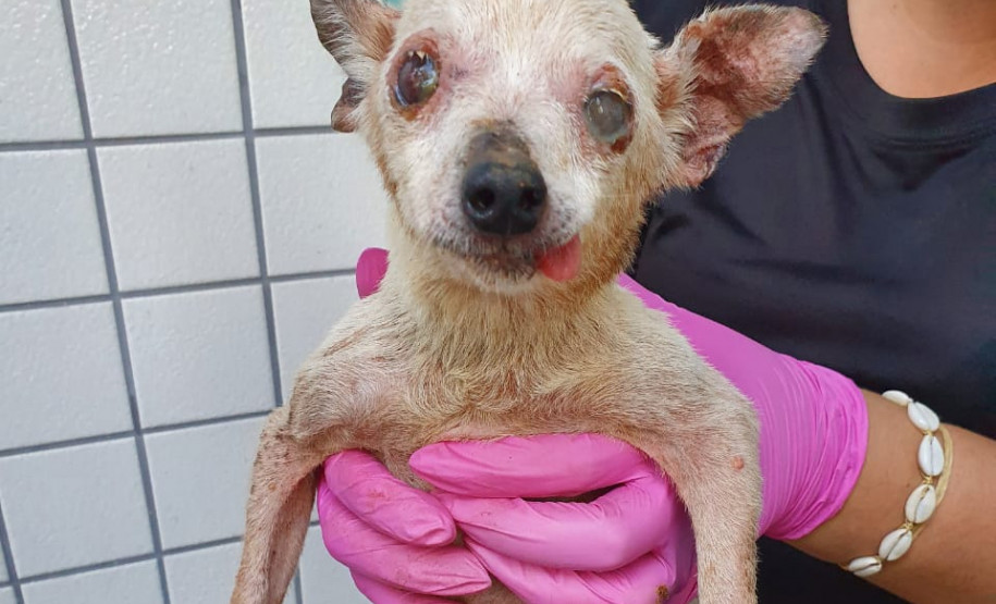 Mulher segura cão em situação de maus-tratos