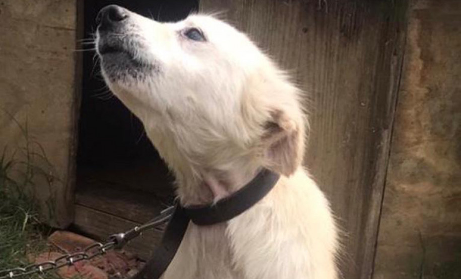 Cachorro em situação de maus-tratos